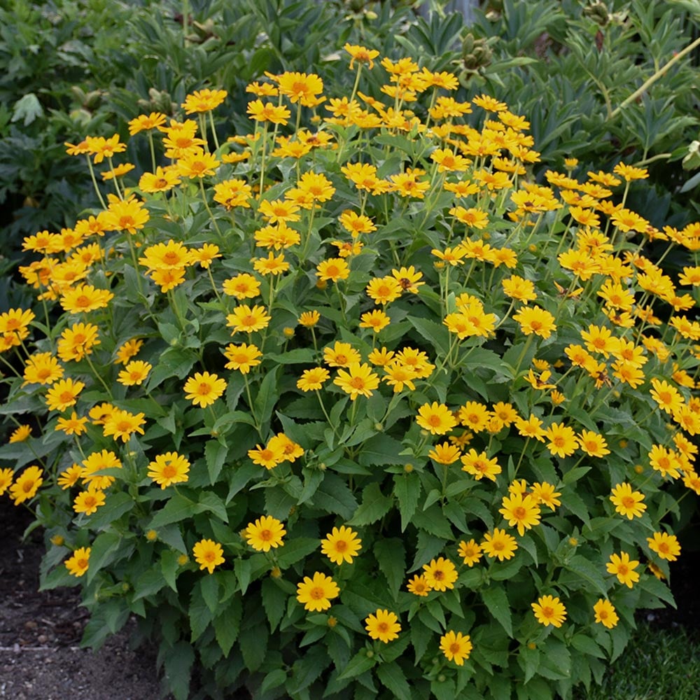 Heliopsis helianthoides 'Tuscan Sun'