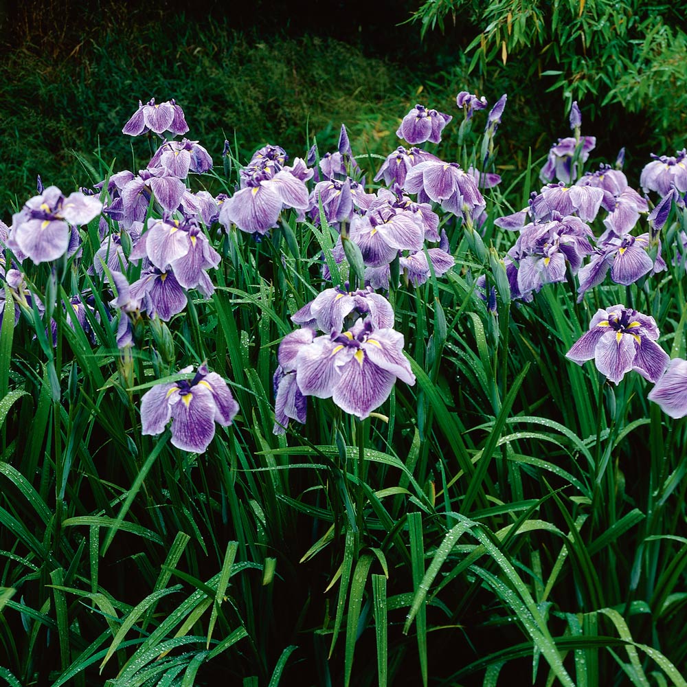 Iris ensata Caprician Butterfly White Flower Farm