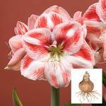  Amaryllis 'Popov'