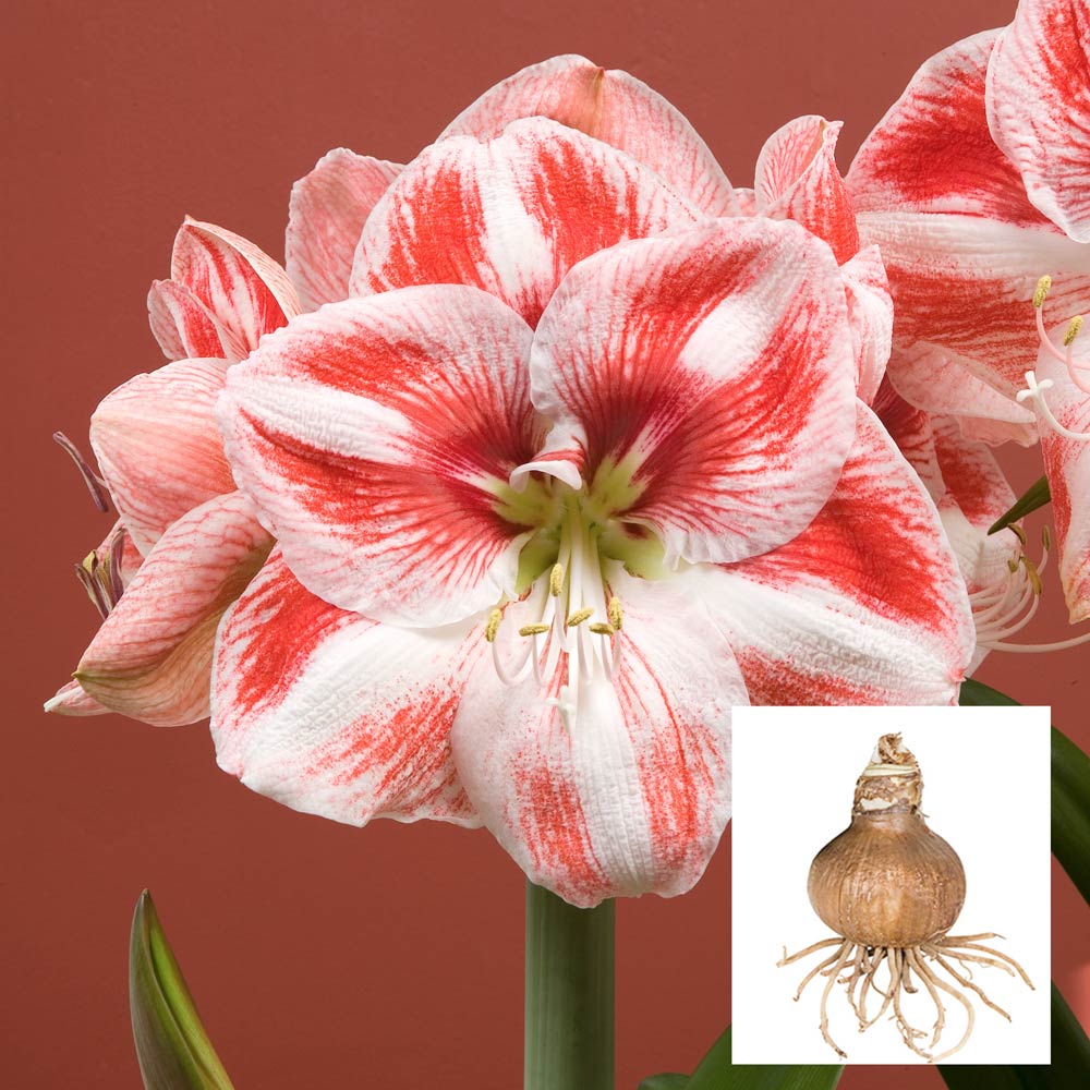 Amaryllis 'Popov'