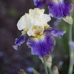  Iris germanica 'Sunny Glitter'