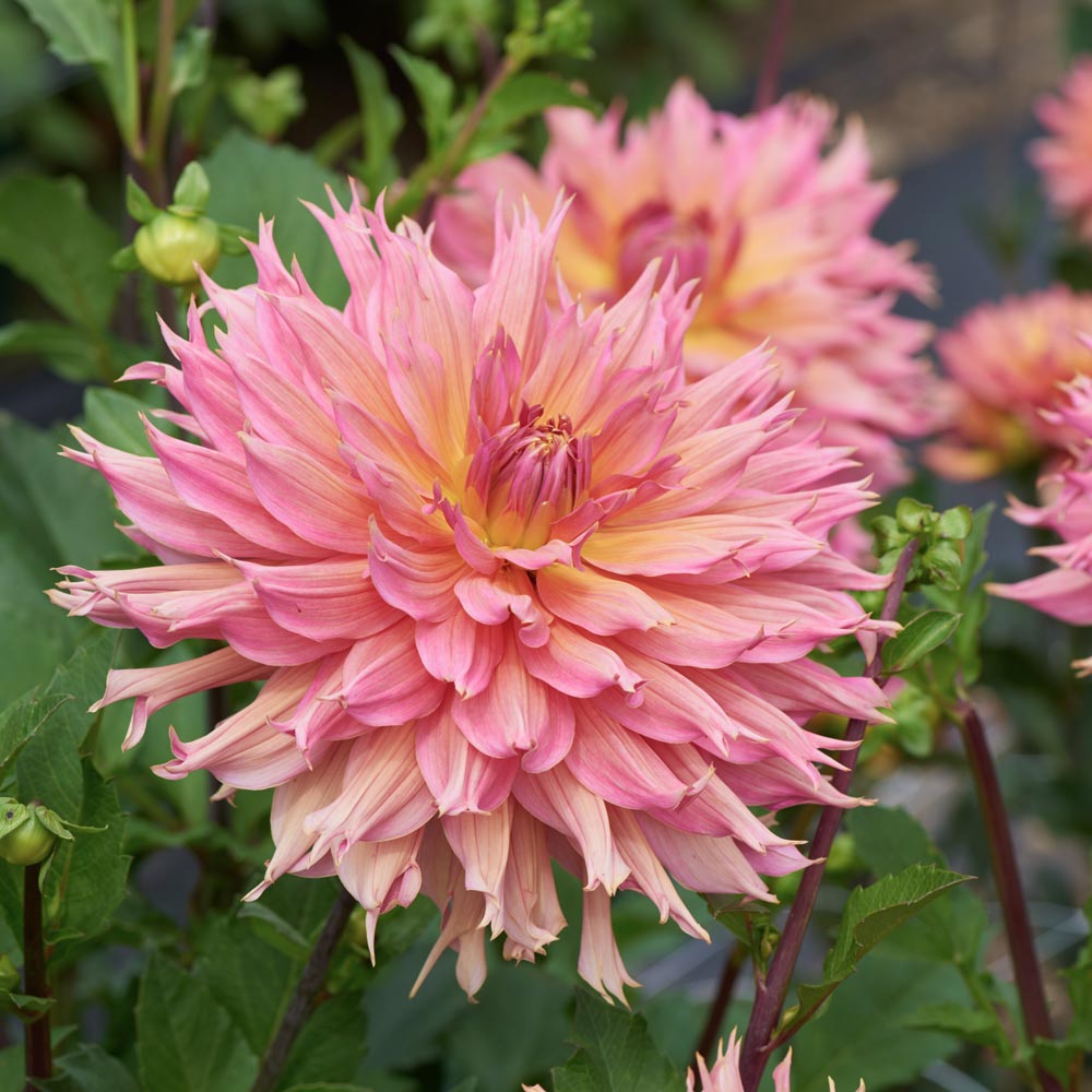 Dahlia 'Omega'