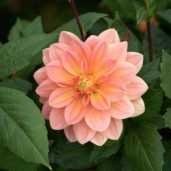 Dahlia ‘Mister Frans’ | White Flower Farm