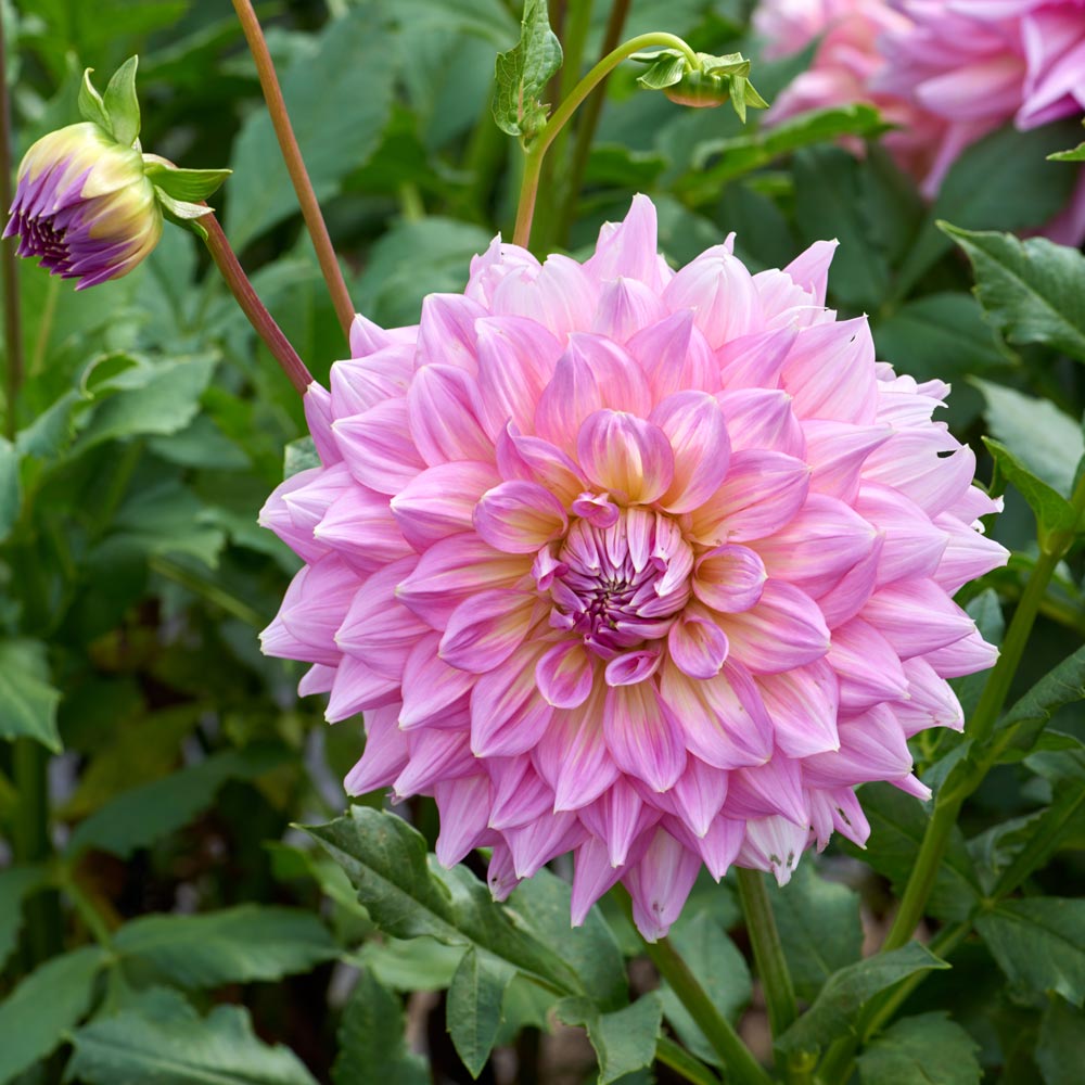 Dahlia 'Strawberry Ice'