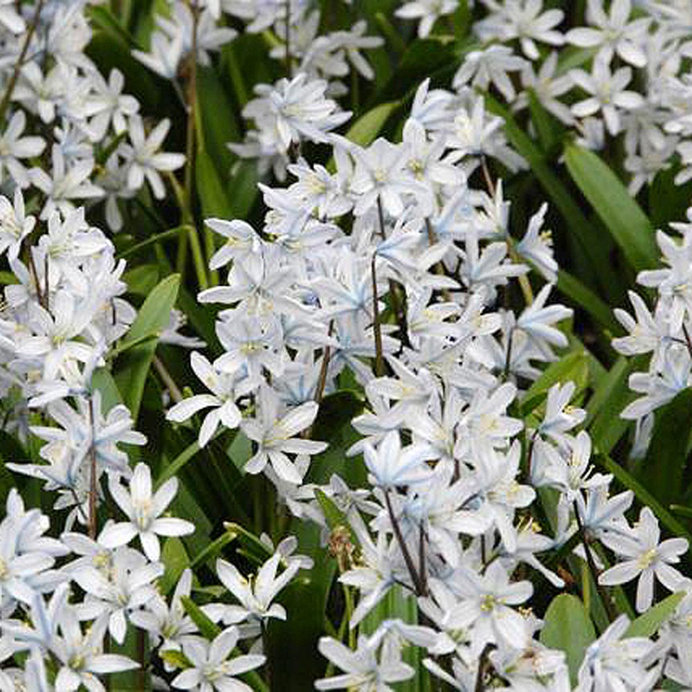 Scilla mischtschenkoana