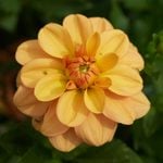  Dahlia 'Ginger Snap'