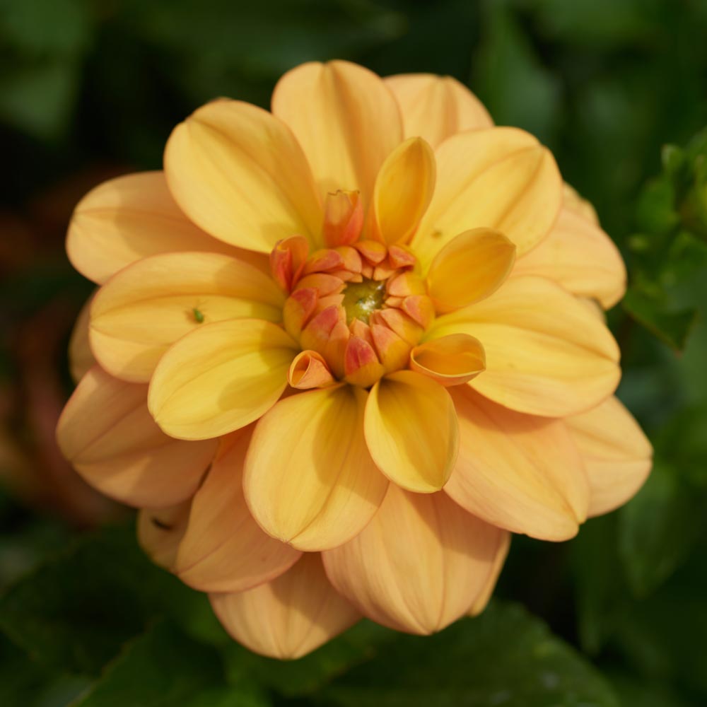 Dahlia 'Ginger Snap'