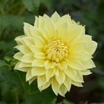  Dahlia 'La Luna'