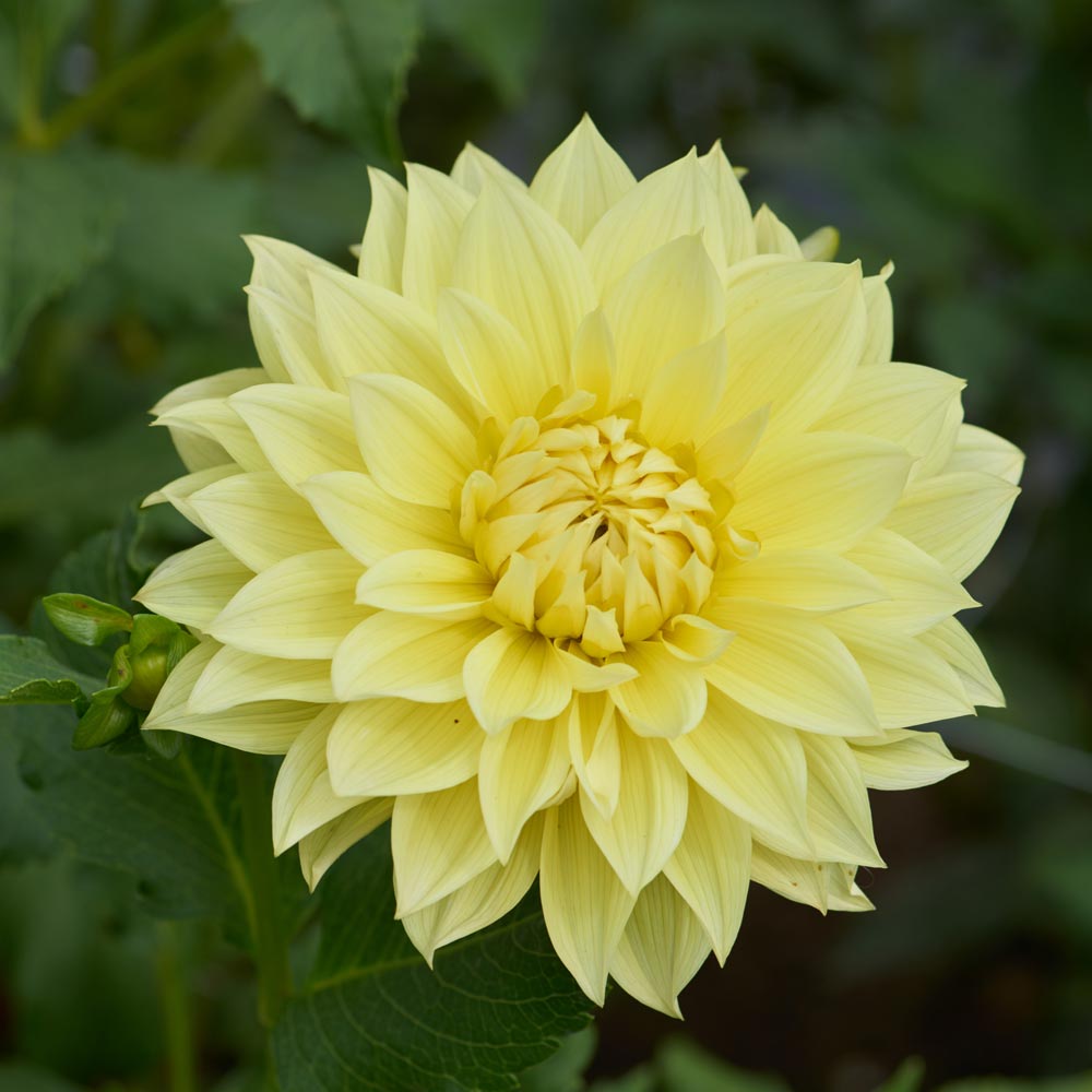 Dahlia 'La Luna'