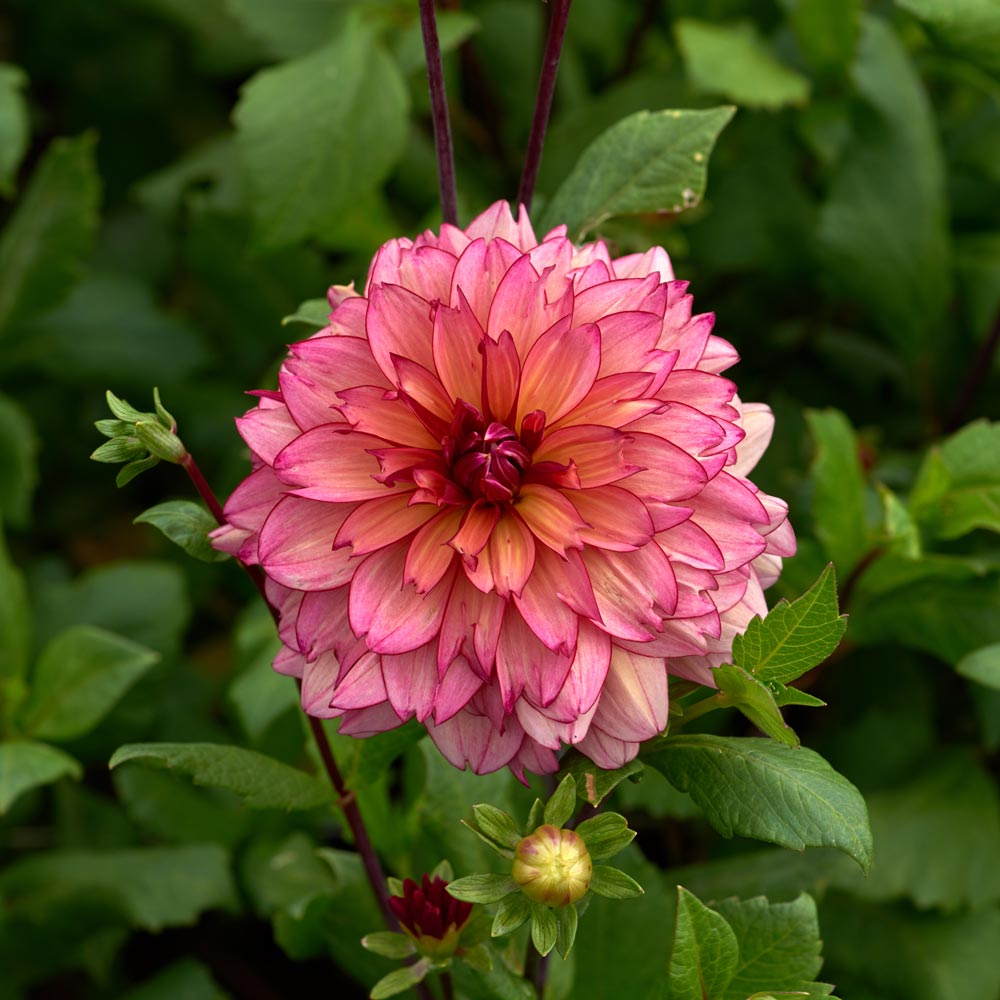 Dahlia 'Rawhide'