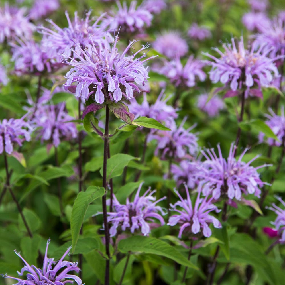 Monarda citriodora