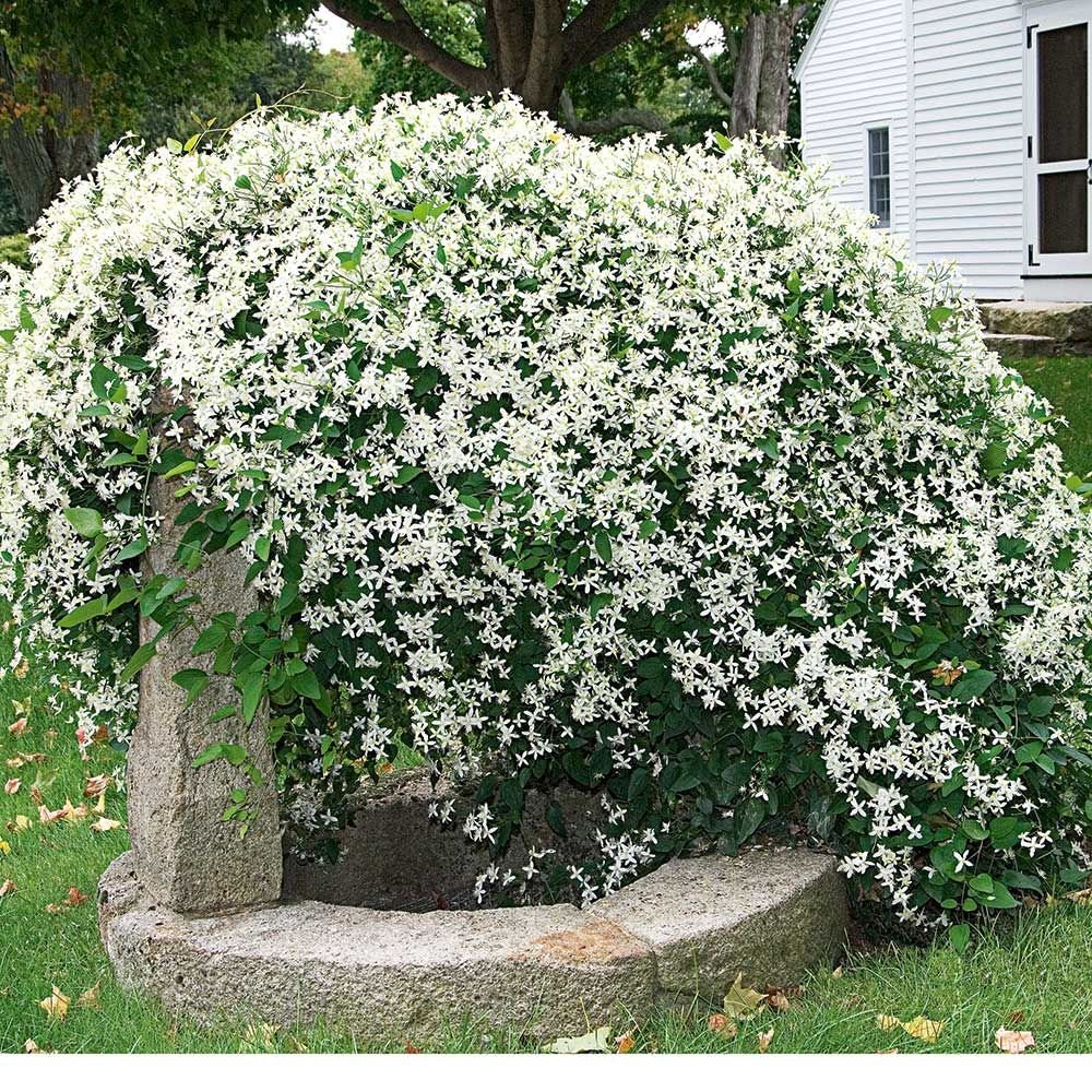 Shrubs & Vines by Category White Flower Farm