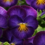  Viola 'Halo Violet'