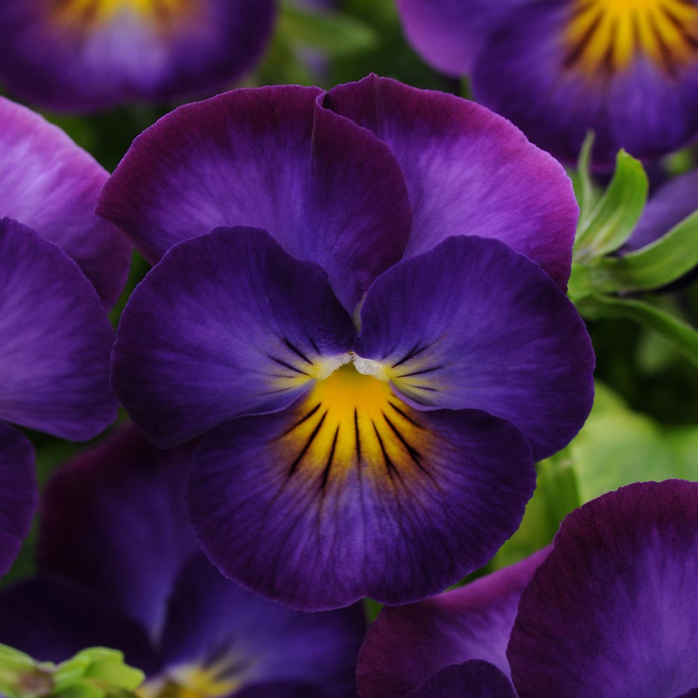 Viola 'Halo Violet'