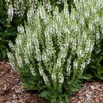  Salvia nemorosa 'White Profusion'