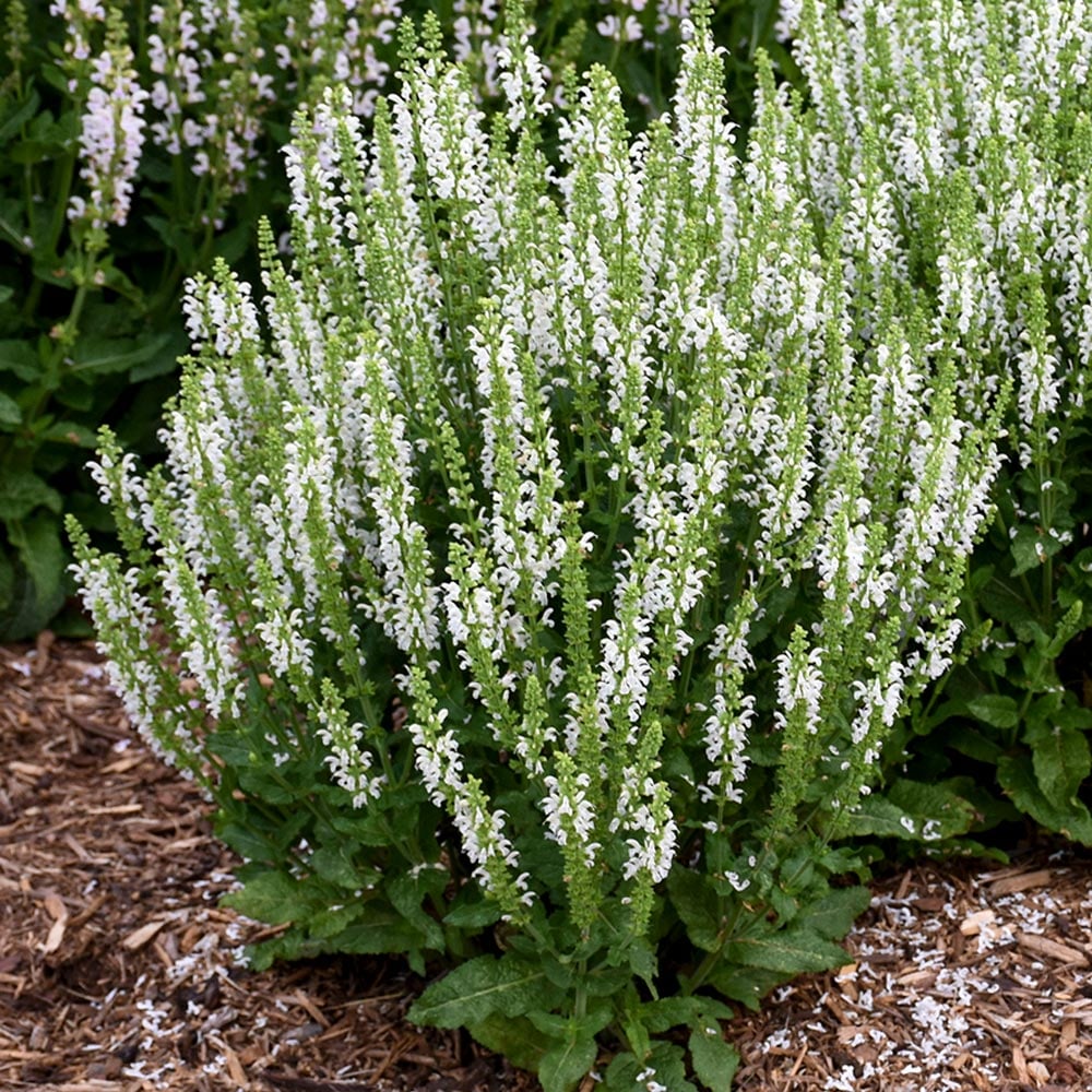 Salvia nemorosa 'White Profusion'