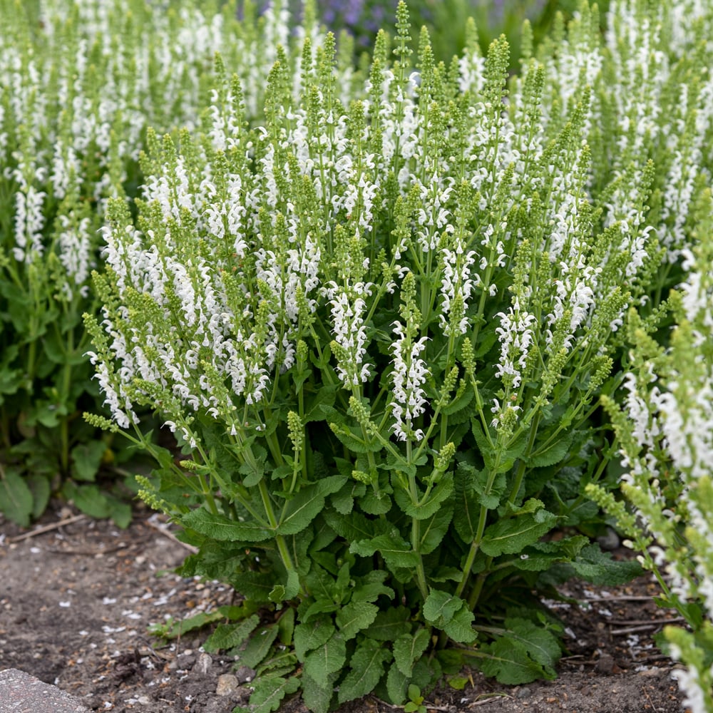 Salvia nemorosa �White Profusion� White Flower Farm