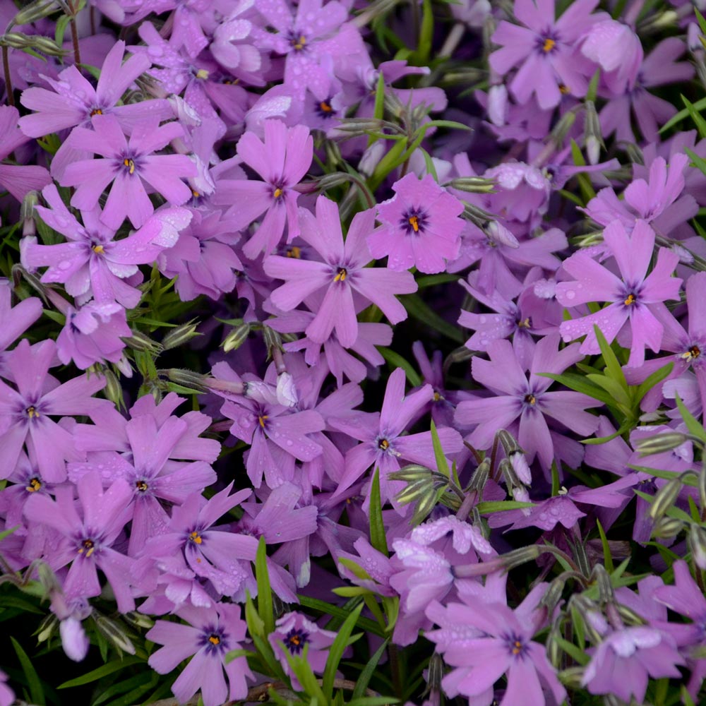 Phlox subulata 'Purple Beauty'