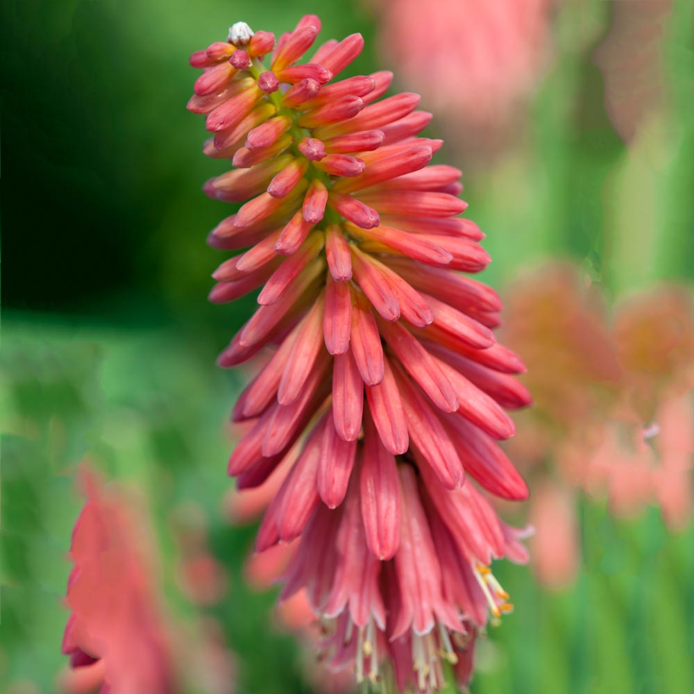 Kniphofia 'Redhot Popsicle'