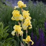  Iris germanica 'Sun Shine In'