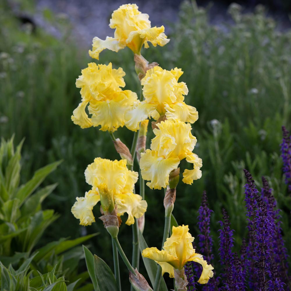 Iris germanica 'Sun Shine In'