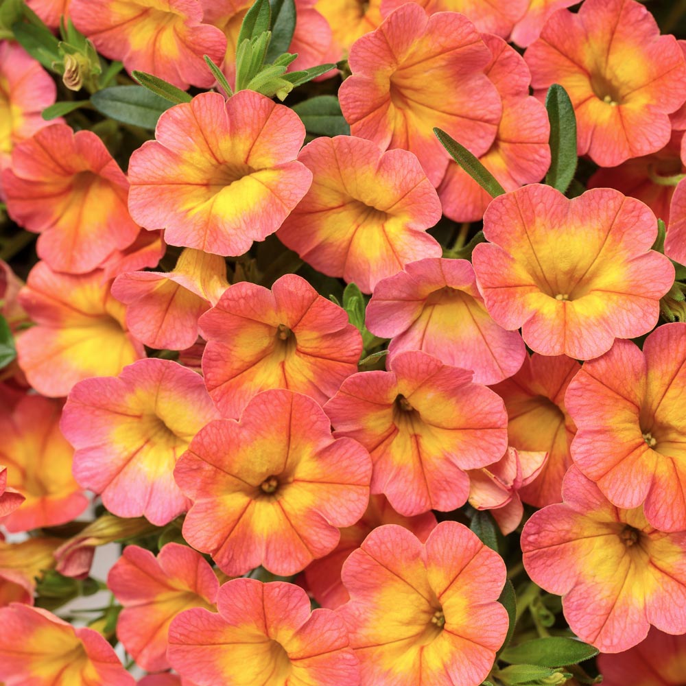 Calibrachoa Superbells® Coral Sun White Flower Farm