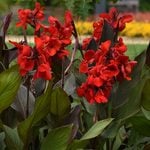  Canna Cannova® Bronze Scarlet