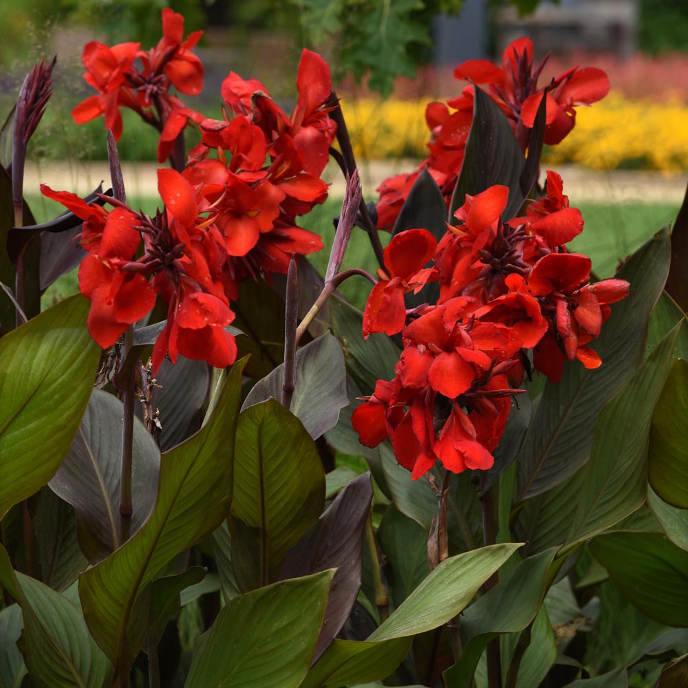 Canna Cannova® Bronze Scarlet