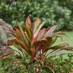  Cordyline 'Kiwi'