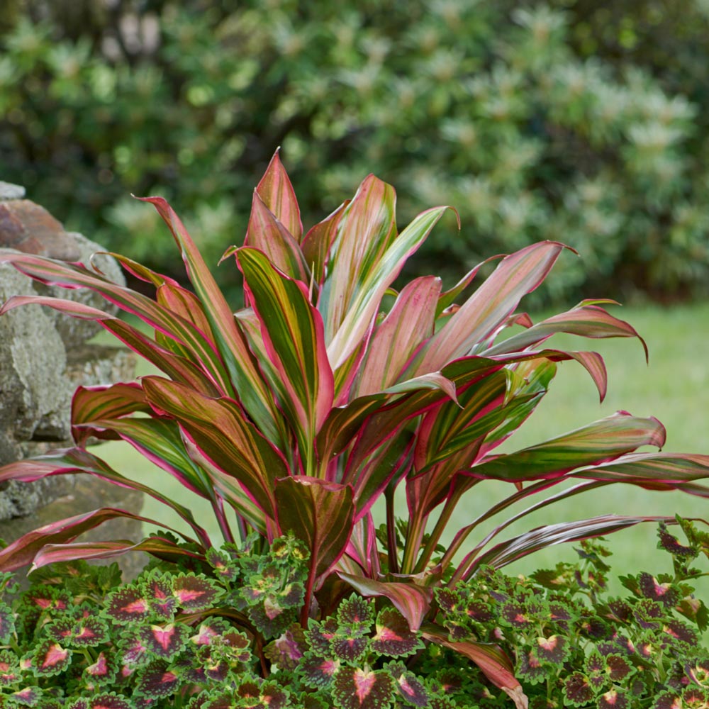 Cordyline 'Kiwi'