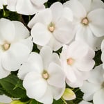  Impatiens SunPatiens® Compact Classic White