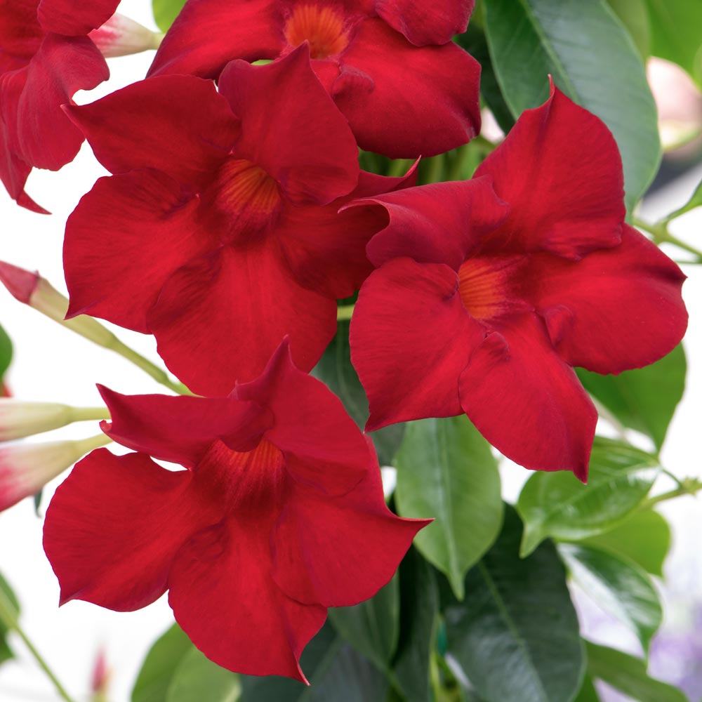 Mandevilla RIO MIX - Mayorista De Plantas