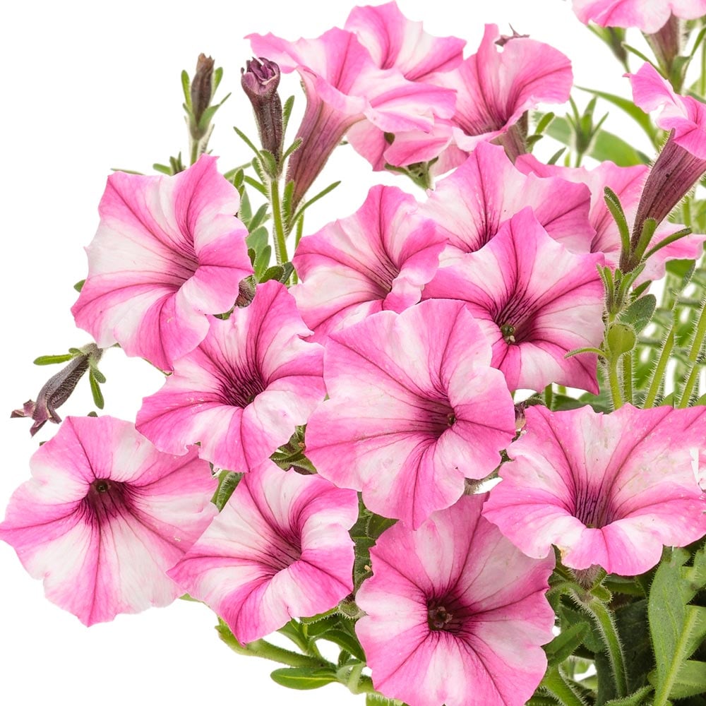 white flower farm
