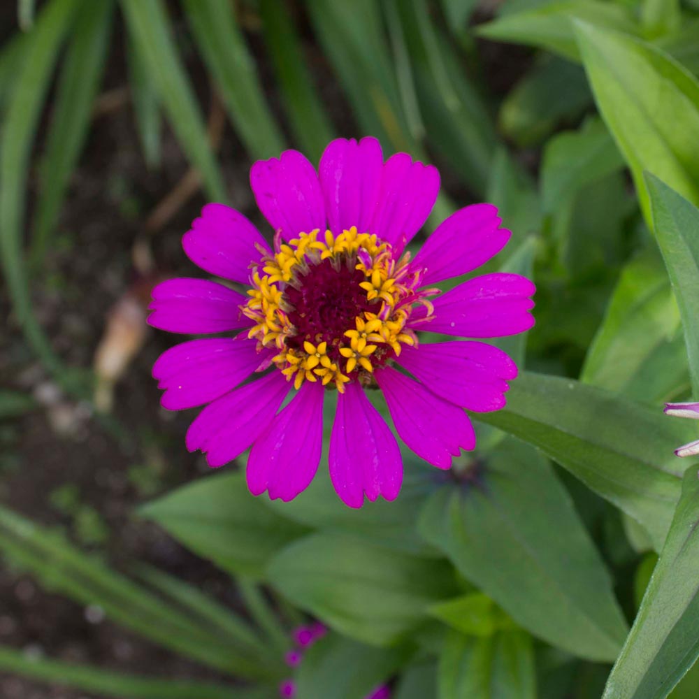 Zinnia elegans 'Zinderella Purple' White Flower Farm