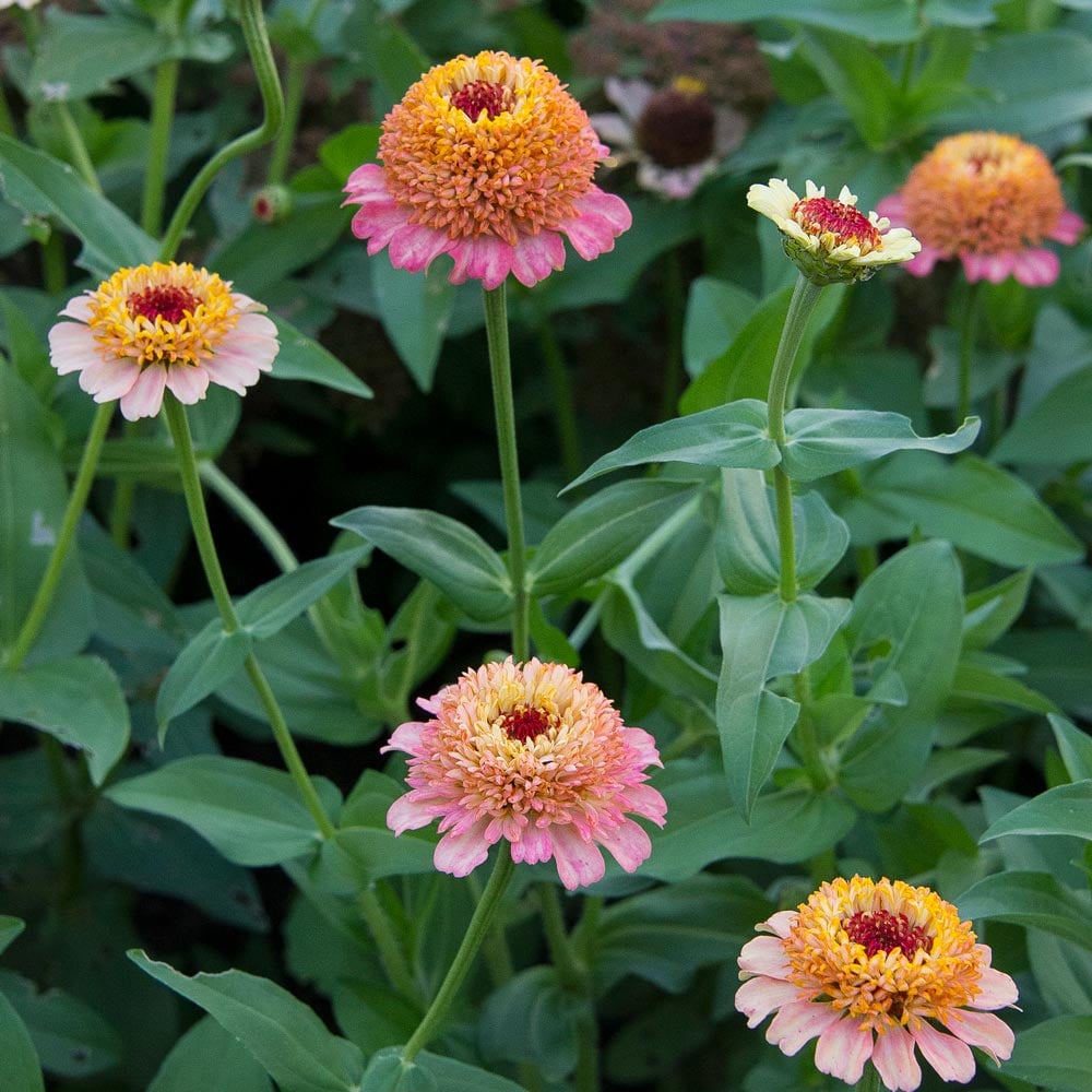 Zinnia elegans 'Zinderella Peach'