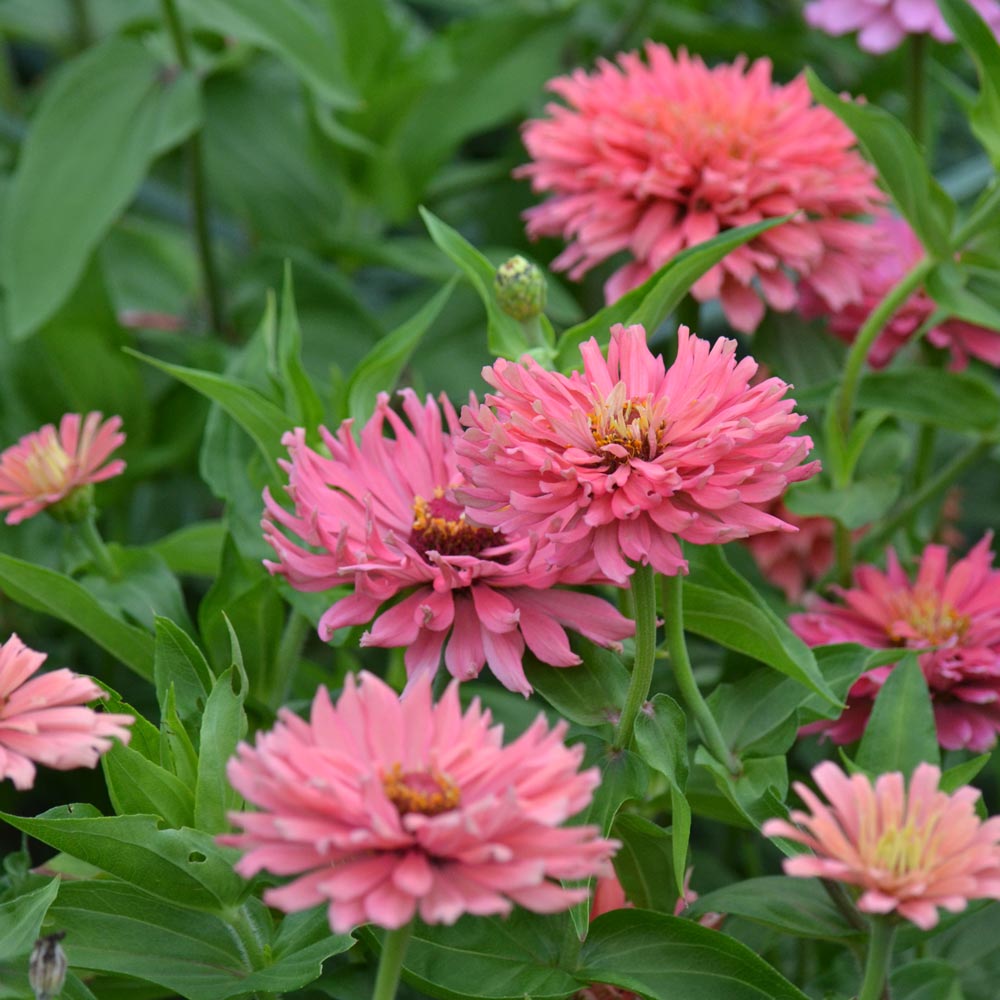 Zinnia elegans ‘Senorita’ | White Flower Farm
