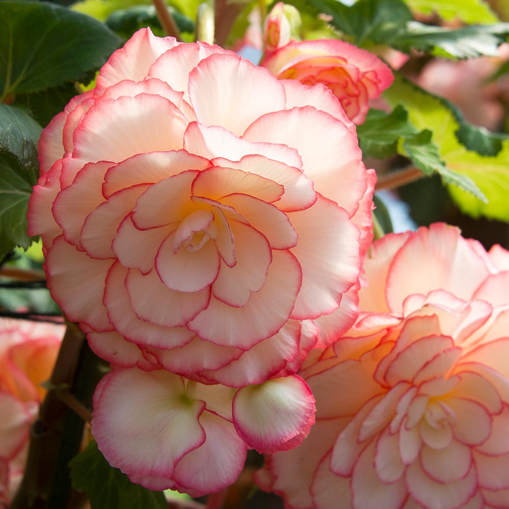 Begonia 'George McCormick' Blackmore & Langdon