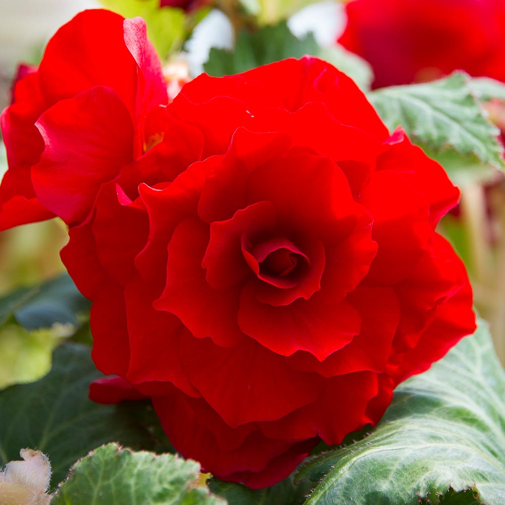 Begonia 'Royalty' Blackmore & Langdon