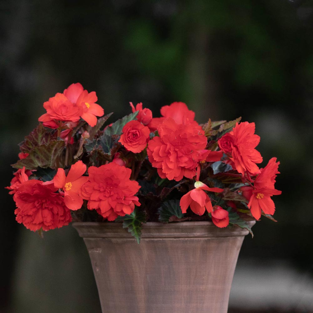 Begonia I'Conia® Portofino Hot Coral