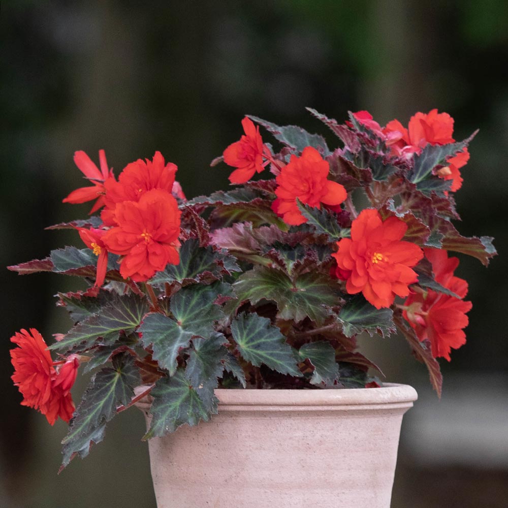 Begonia I'Conia® Portofino Hot Coral | White Flower Farm