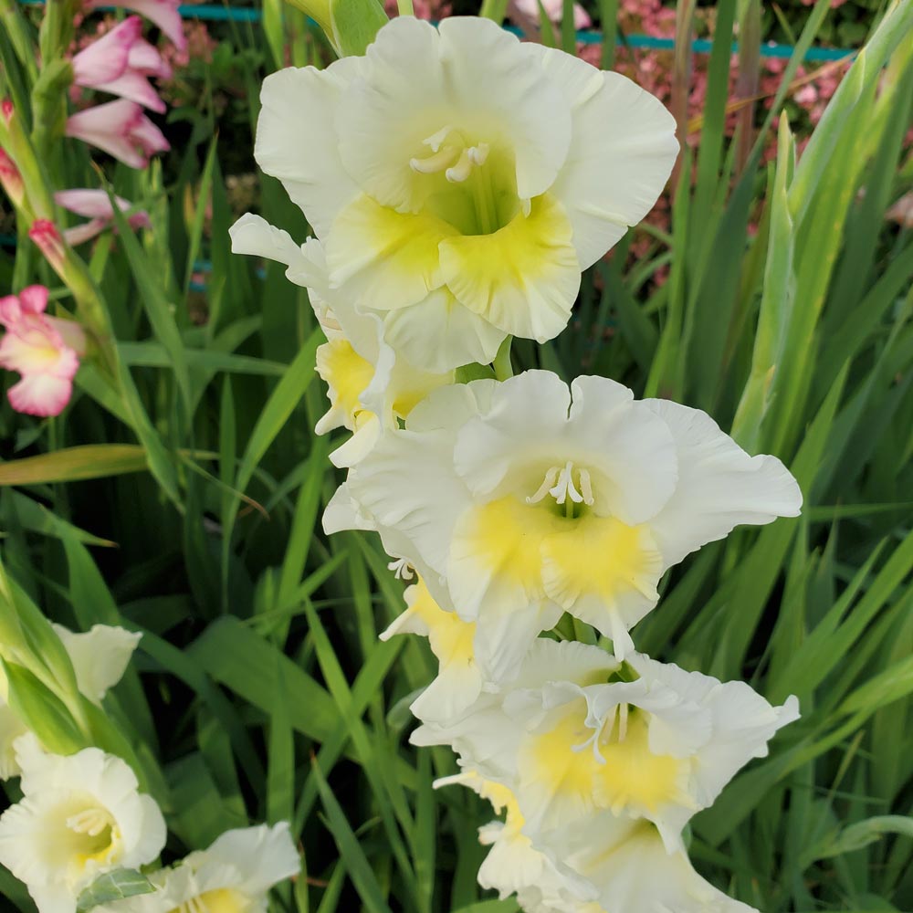 Gladiolus 'Break of Dawn'