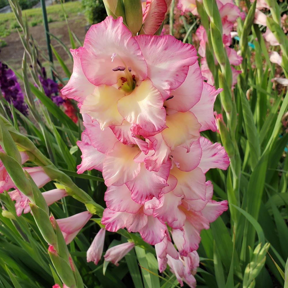 Gladiolus 'Priscilla'