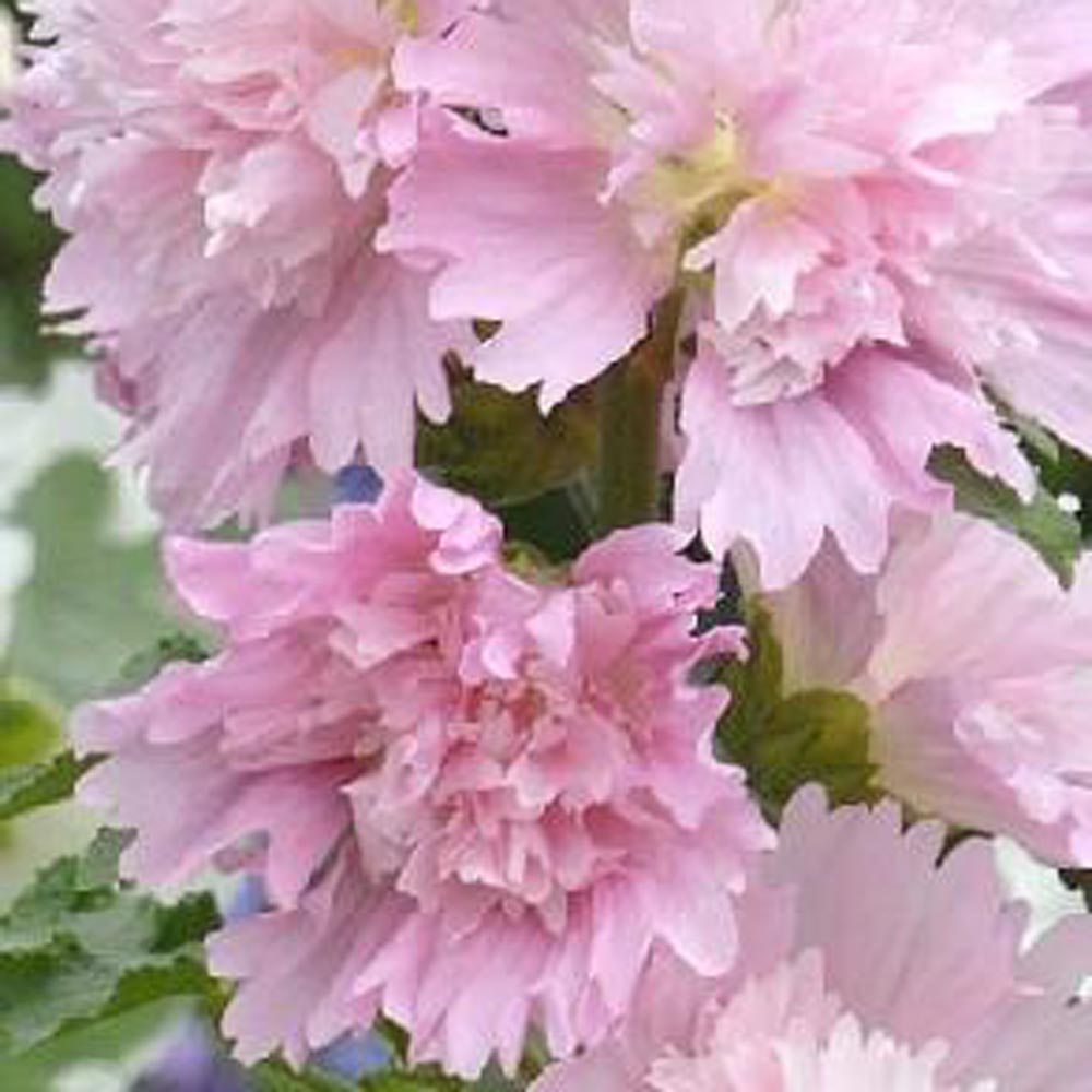 Alcea rosea Spring Celebrities™ Pink