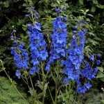  Delphinium x belladonna 'Blue Donna'