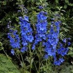  Delphinium x belladonna 'Blue Donna'