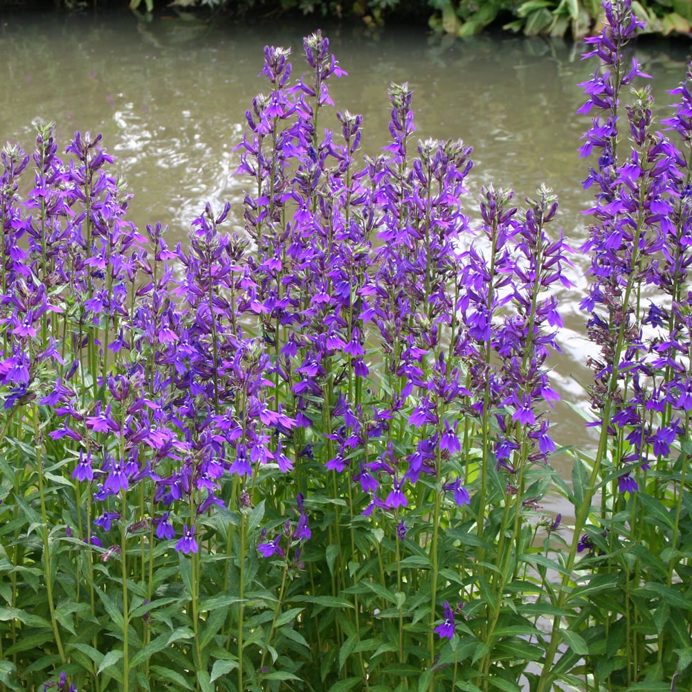 Lobelia × speciosa 'Vedrariensis'