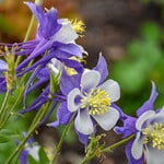  Aquilegia 'Blue Jay'