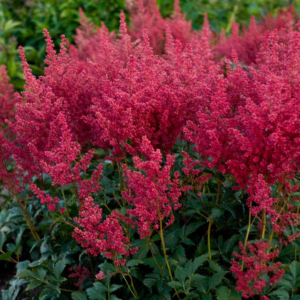 Astilbe 'Montgomery' White Flower Farm