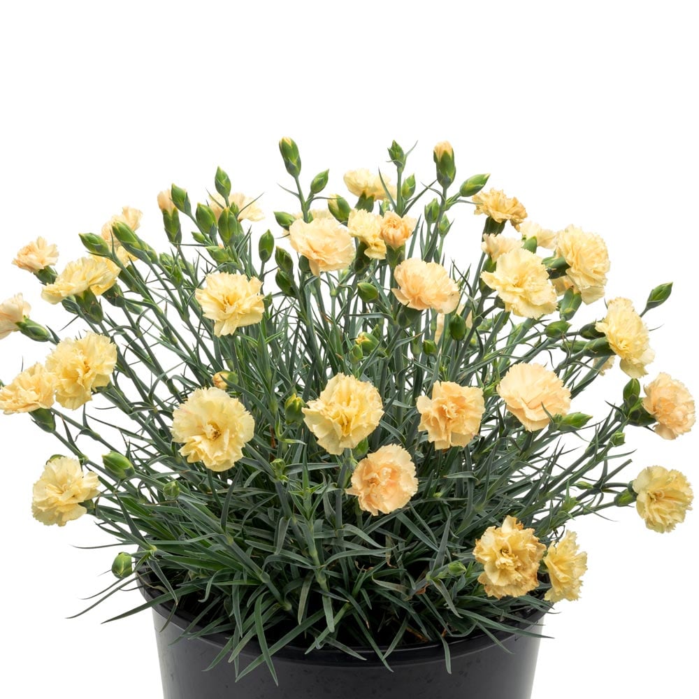 Dianthus Promotional™ Hello Yellow