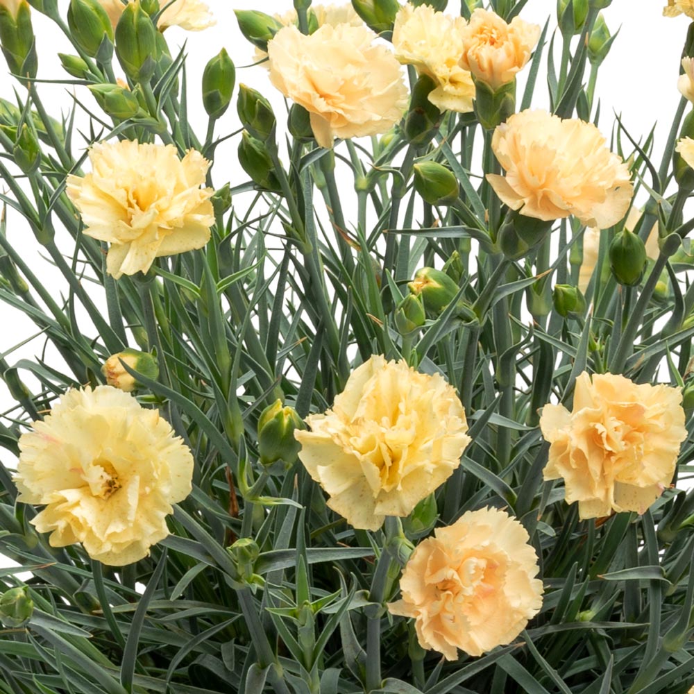 Dianthus Promotional™ Hello Yellow White Flower Farm